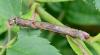 Ectropis crepuscularia